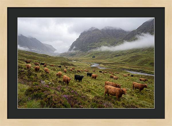 Highland Cattle In Misty Valley