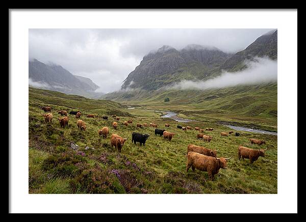 Highland Cattle In Misty Valley