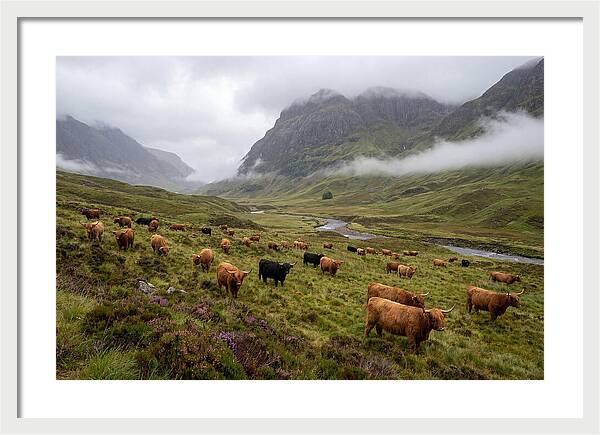 Highland Cattle In Misty Valley