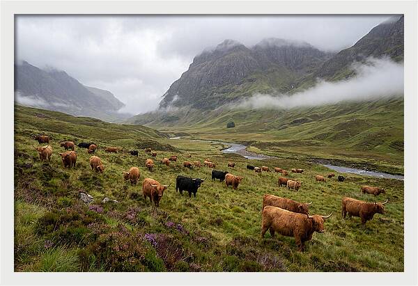 Highland Cattle In Misty Valley