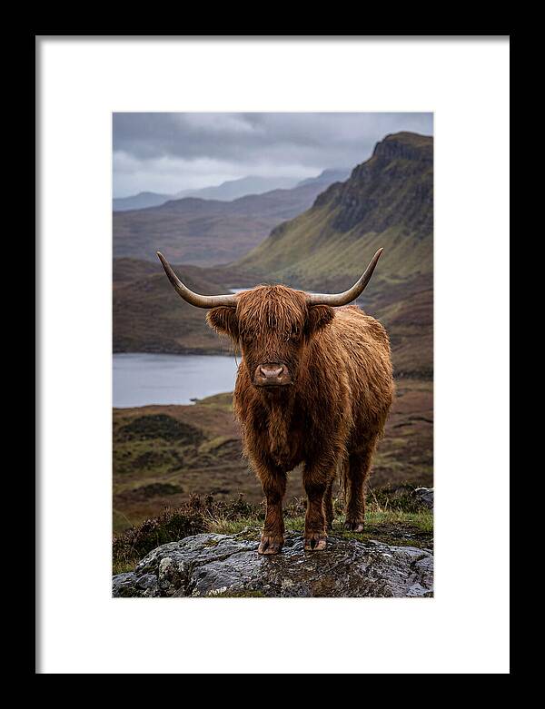 Highland Cattle In The Scottish Highlands