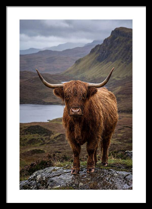 Highland Cattle In The Scottish Highlands