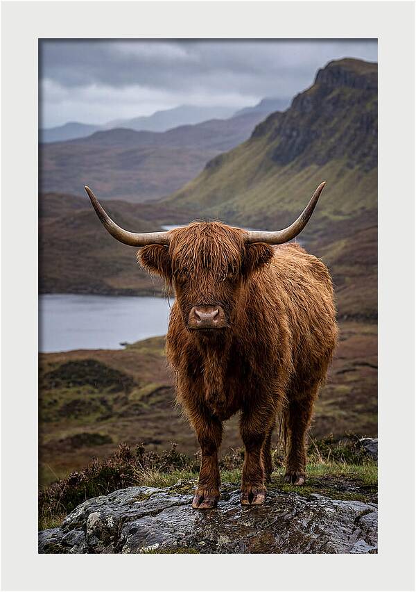 Highland Cattle In The Scottish Highlands