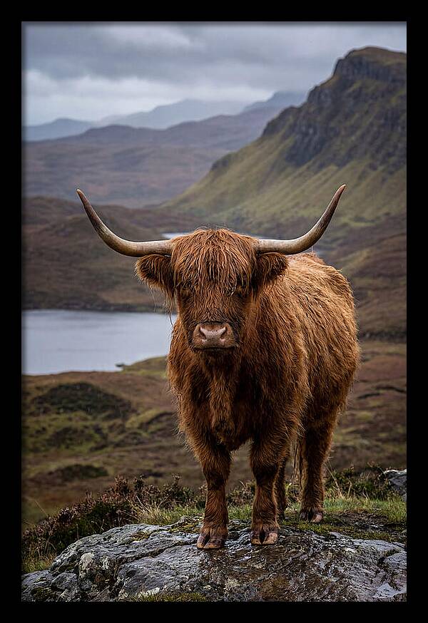 Highland Cattle In The Scottish Highlands