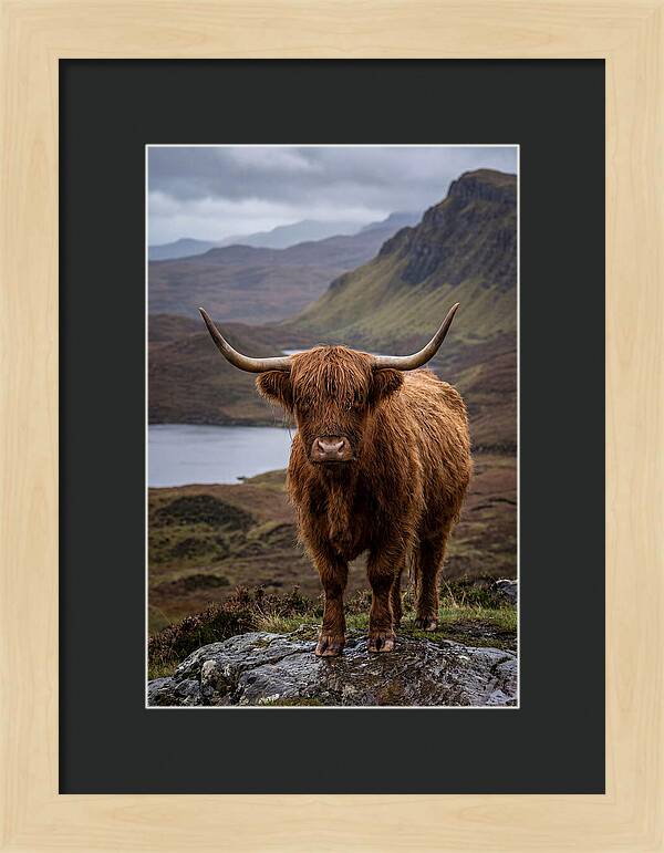 Highland Cattle In The Scottish Highlands