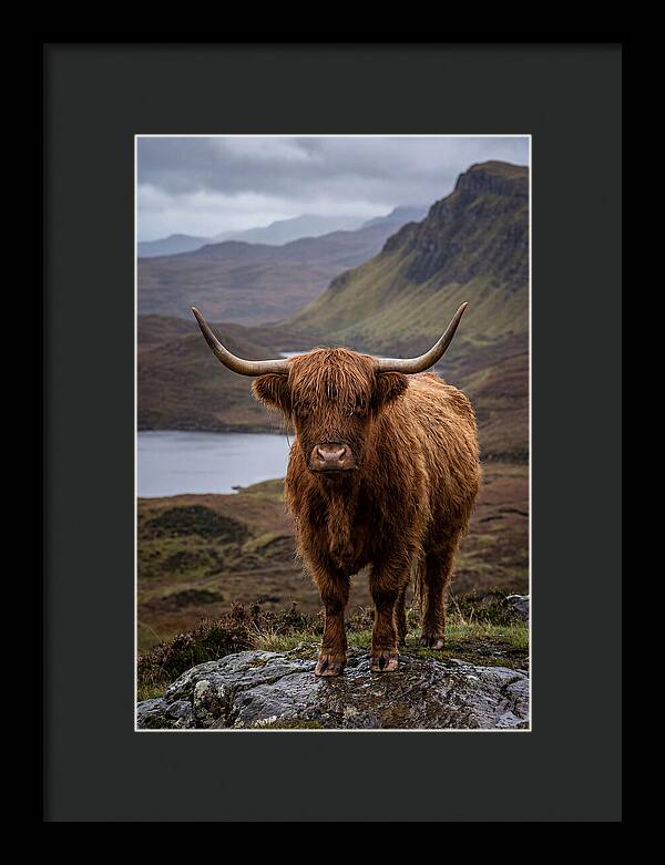 Highland Cattle In The Scottish Highlands
