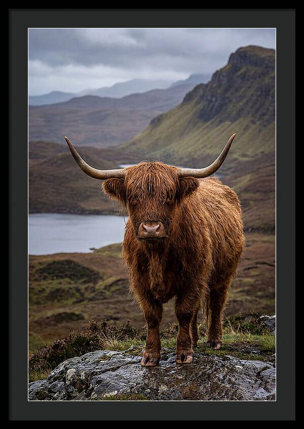 Highland Cattle In The Scottish Highlands