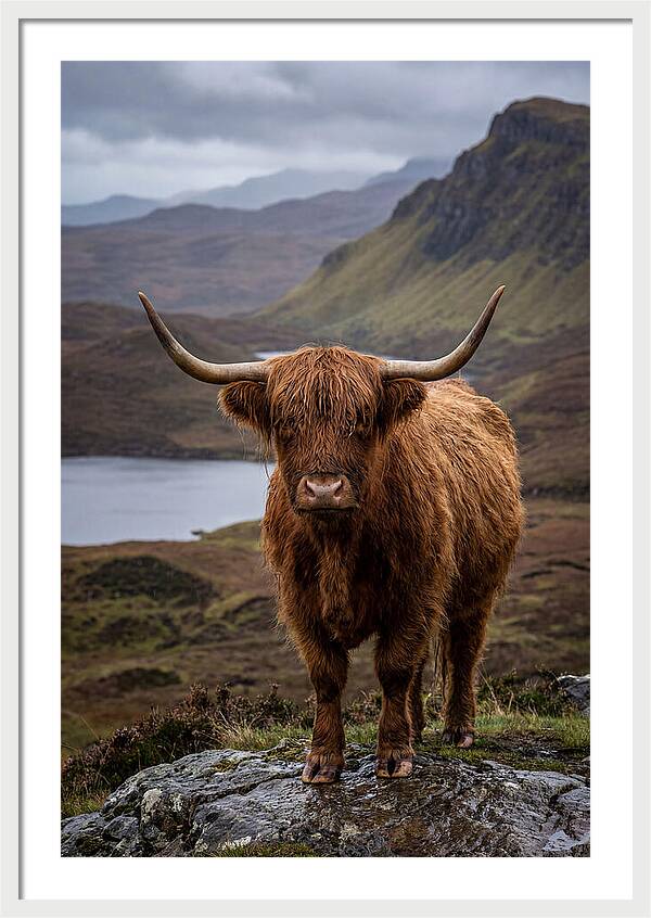 Highland Cattle In The Scottish Highlands