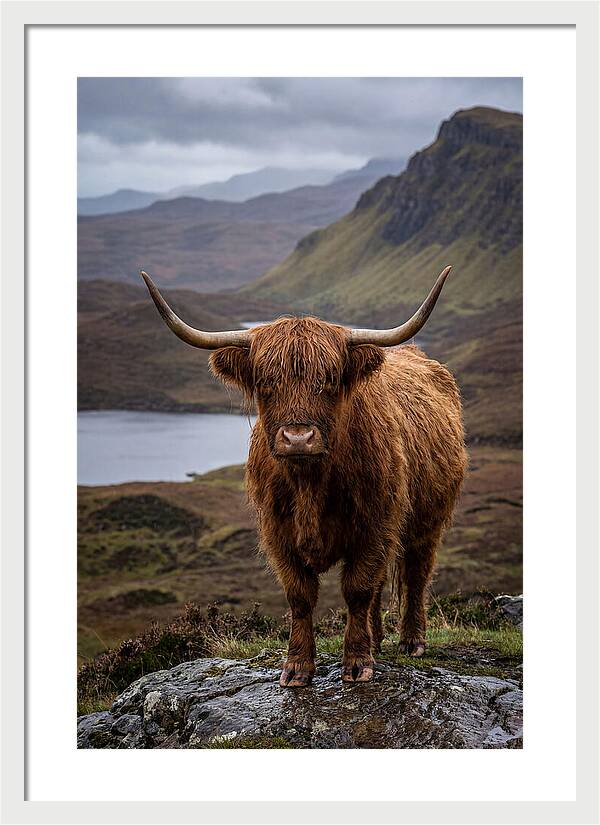 Highland Cattle In The Scottish Highlands