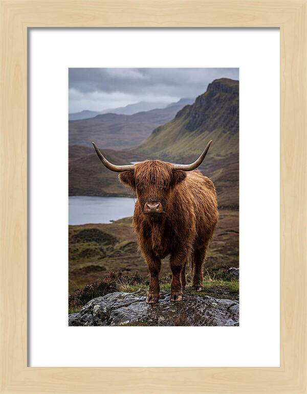 Highland Cattle In The Scottish Highlands