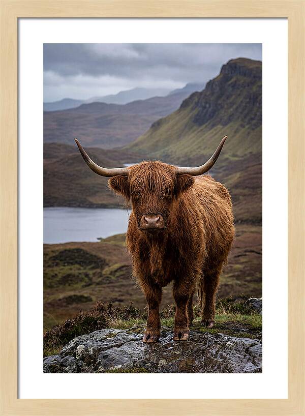 Highland Cattle In The Scottish Highlands