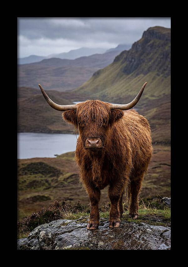 Highland Cattle In The Scottish Highlands