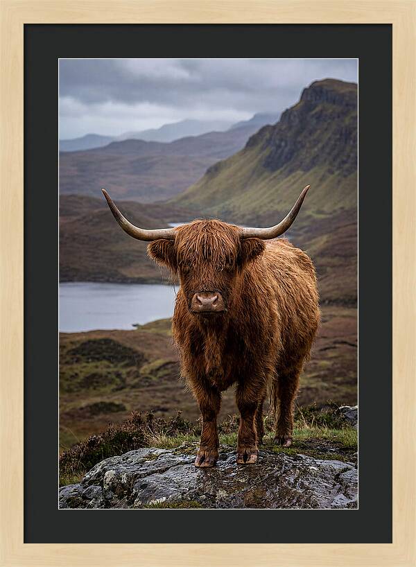 Highland Cattle In The Scottish Highlands