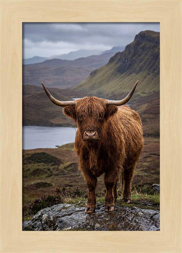 Highland Cattle In The Scottish Highlands