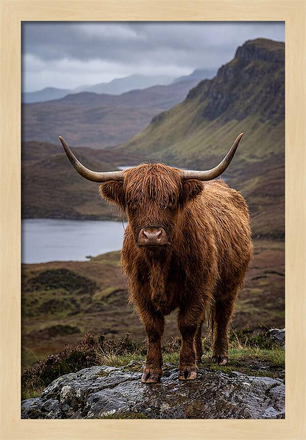 Highland Cattle In The Scottish Highlands