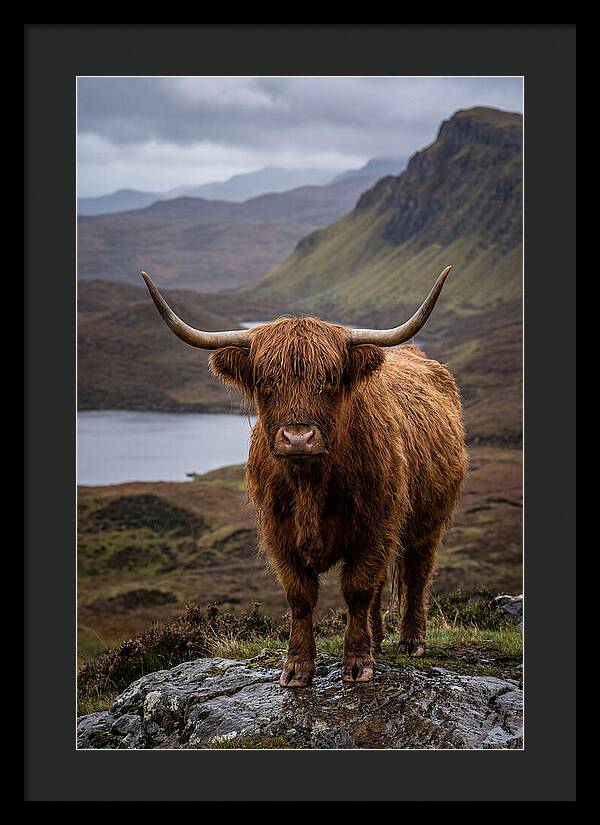 Highland Cattle In The Scottish Highlands
