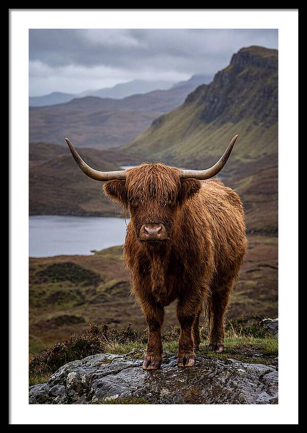 Highland Cattle In The Scottish Highlands