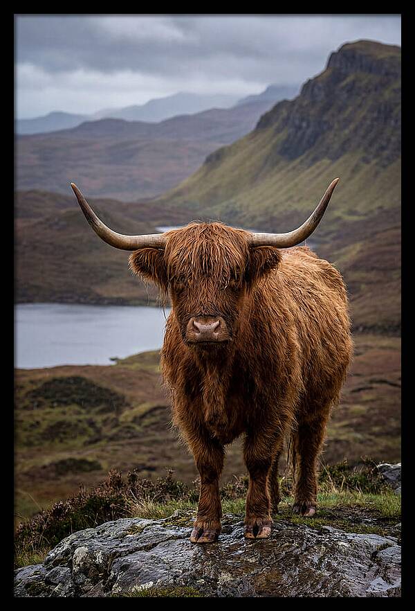 Highland Cattle In The Scottish Highlands