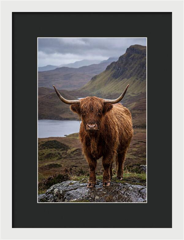 Highland Cattle In The Scottish Highlands