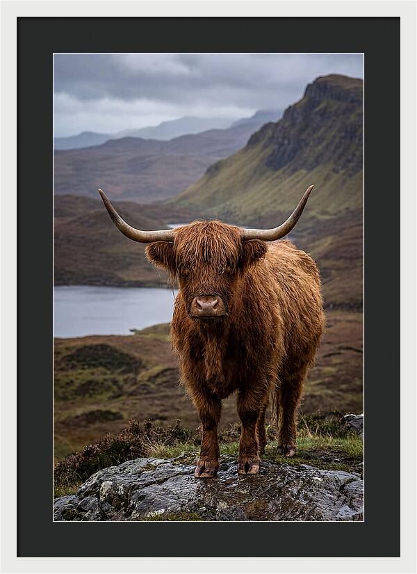 Highland Cattle In The Scottish Highlands