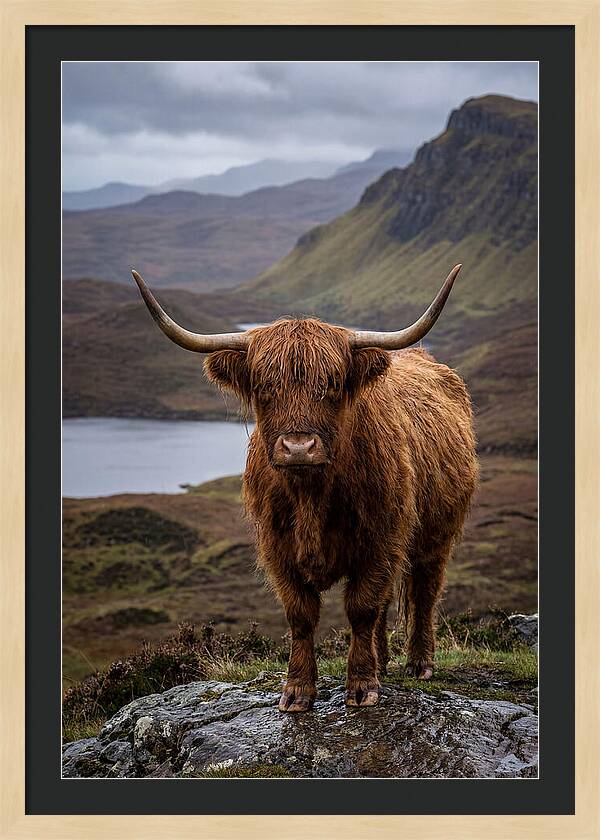 Highland Cattle In The Scottish Highlands