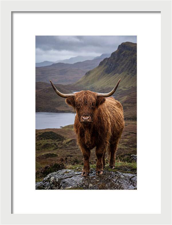 Highland Cattle In The Scottish Highlands