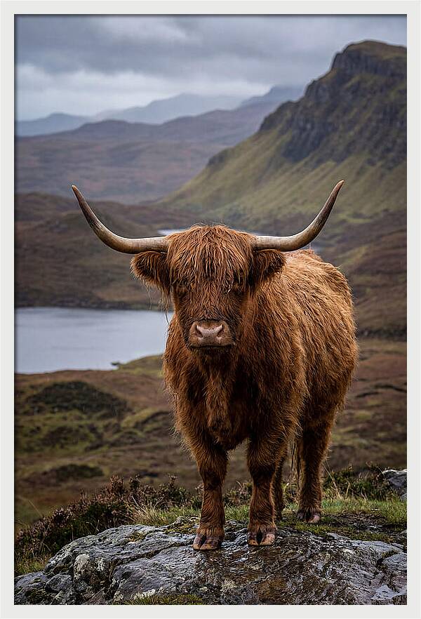 Highland Cattle In The Scottish Highlands