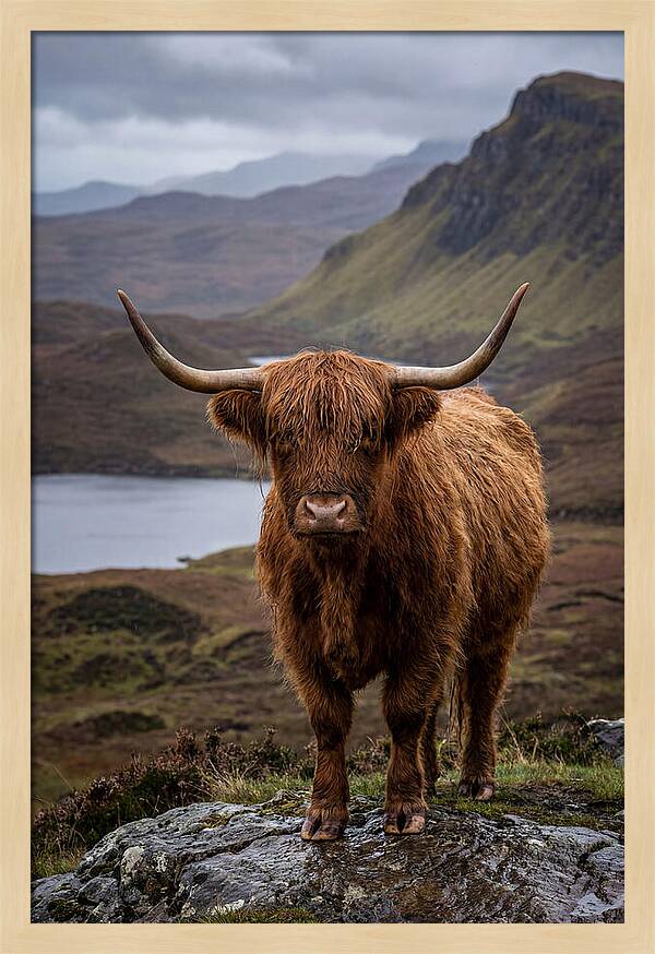 Highland Cattle In The Scottish Highlands