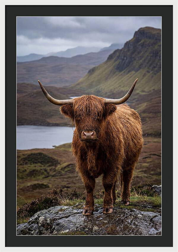 Highland Cattle In The Scottish Highlands