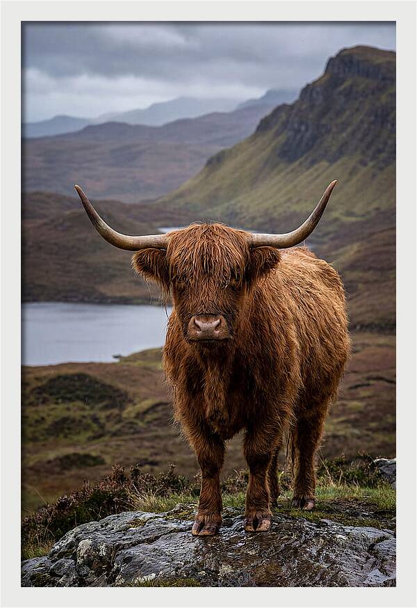 Highland Cattle In The Scottish Highlands