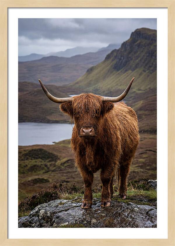 Highland Cattle In The Scottish Highlands