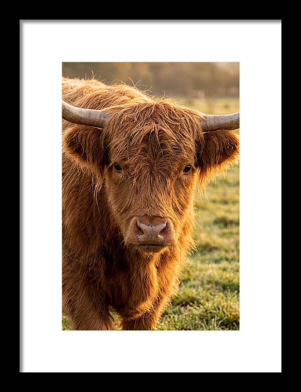 Highland Cattle Portrait