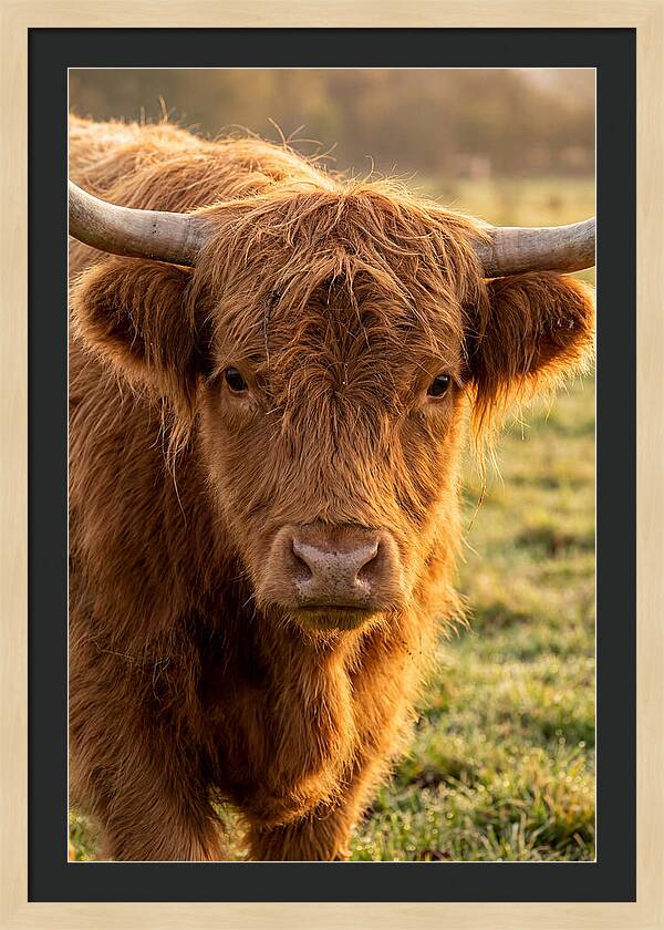Highland Cattle Portrait