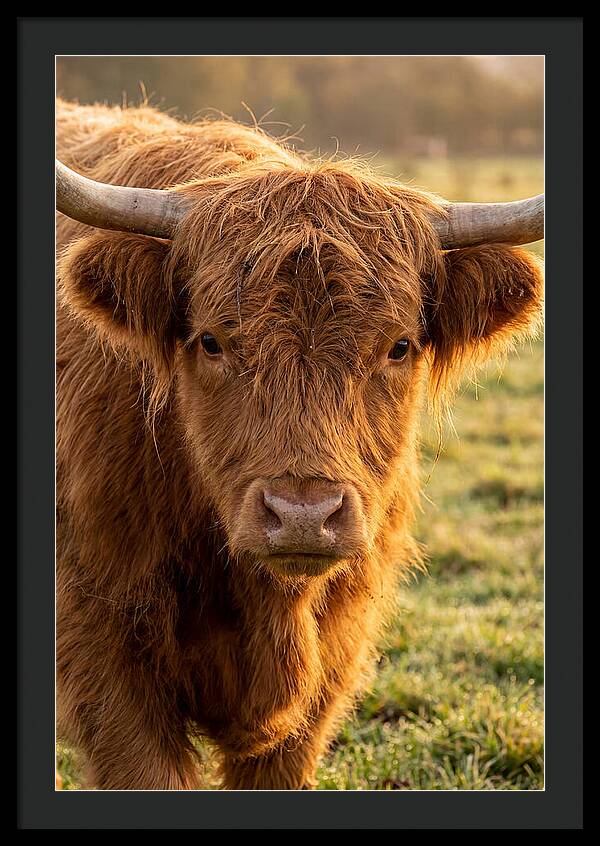 Highland Cattle Portrait