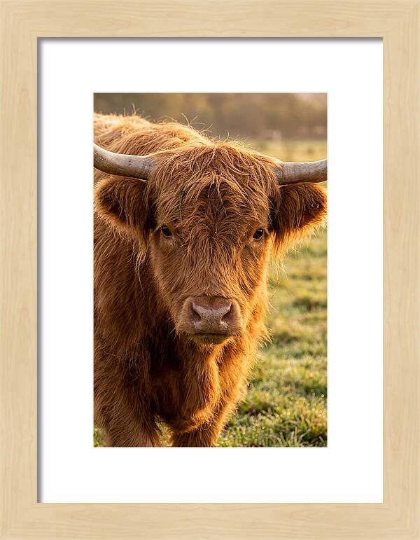 Highland Cattle Portrait