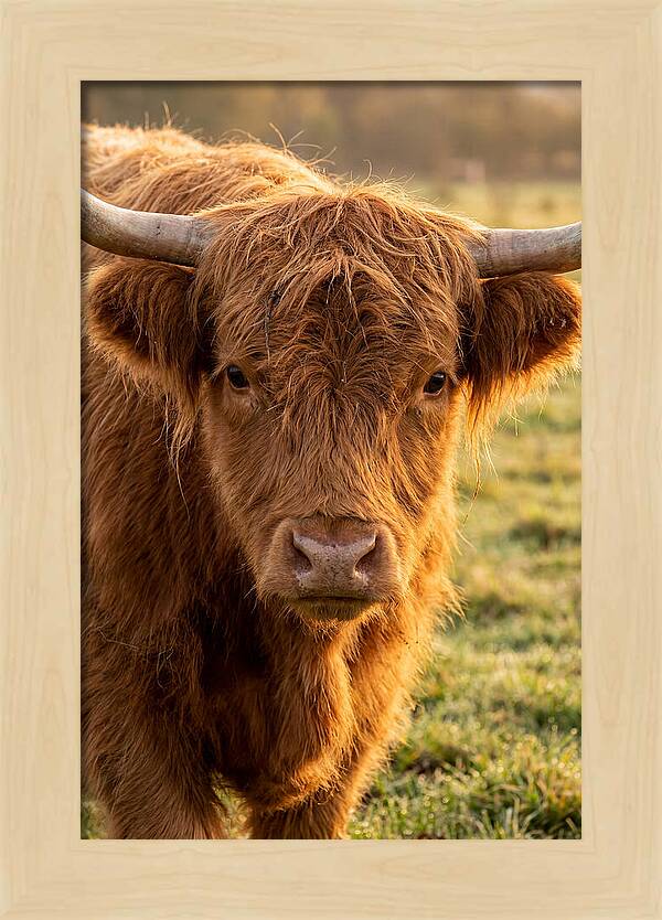 Highland Cattle Portrait