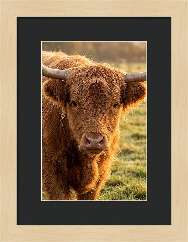Highland Cattle Portrait