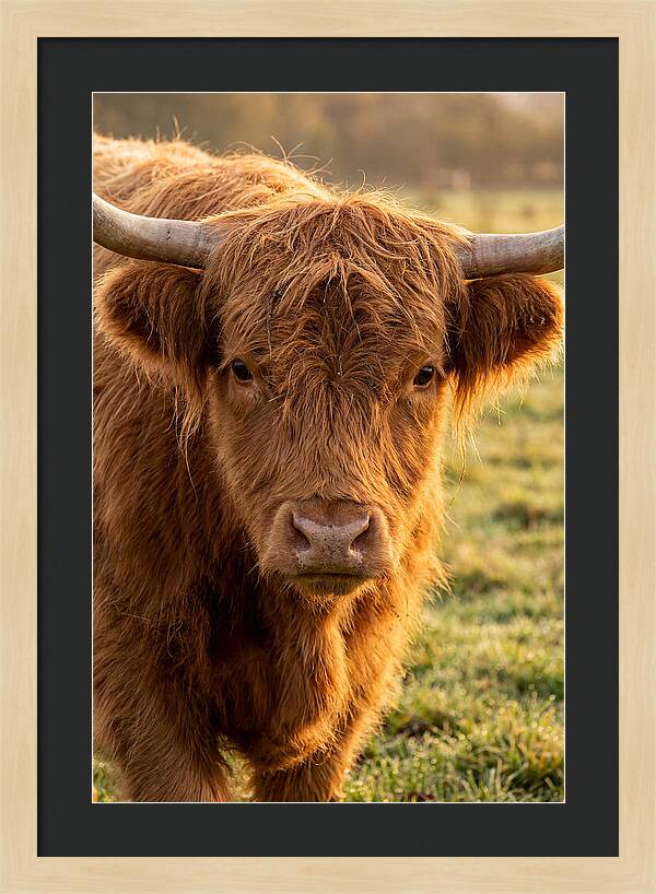 Highland Cattle Portrait