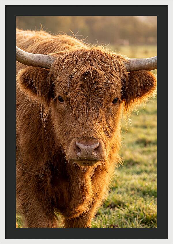 Highland Cattle Portrait