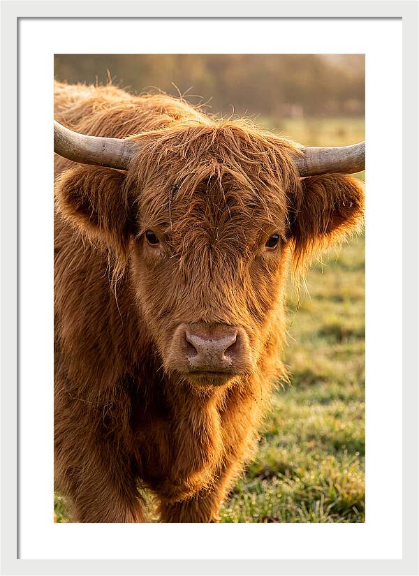 Highland Cattle Portrait