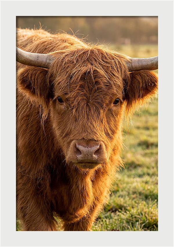 Highland Cattle Portrait