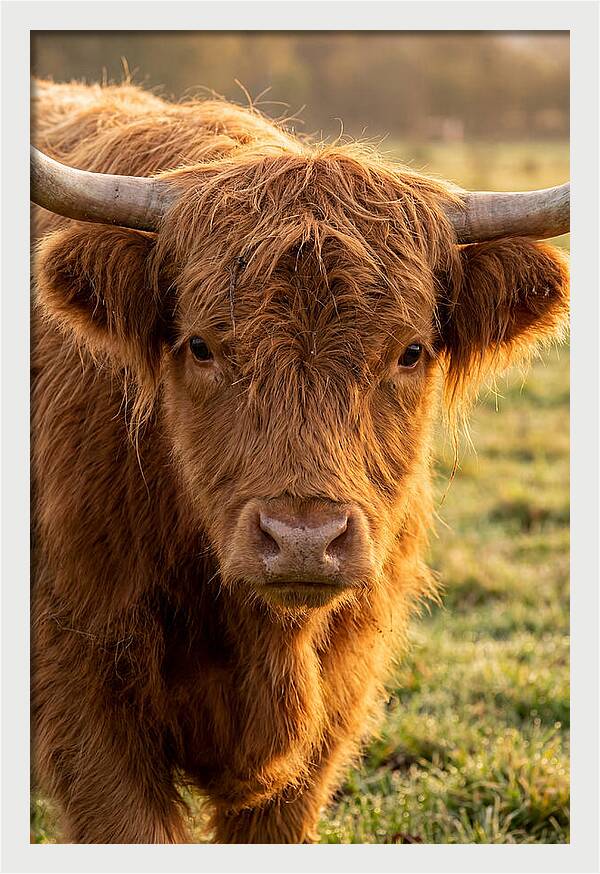 Highland Cattle Portrait