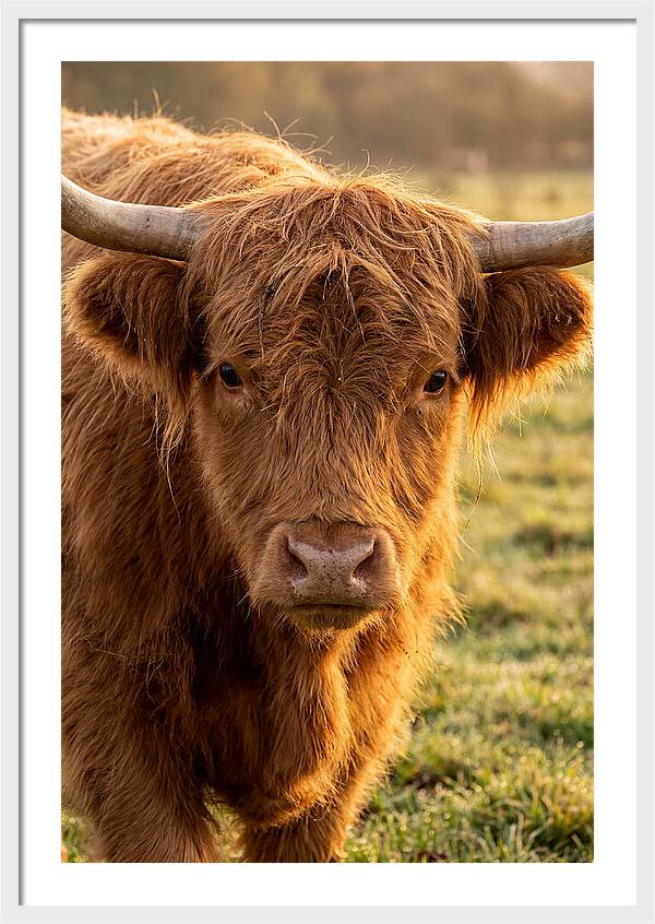 Highland Cattle Portrait