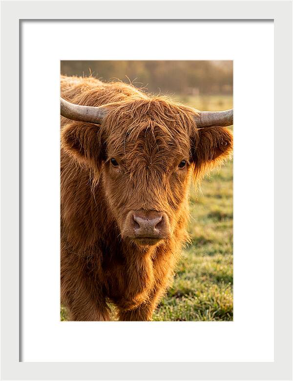 Highland Cattle Portrait