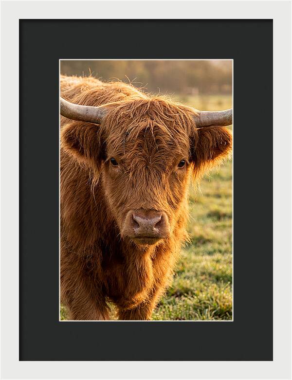 Highland Cattle Portrait