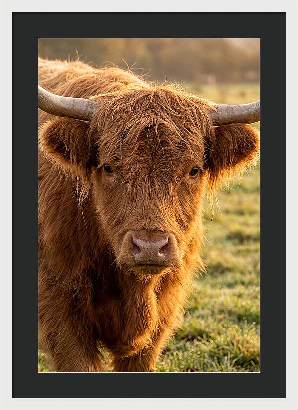 Highland Cattle Portrait