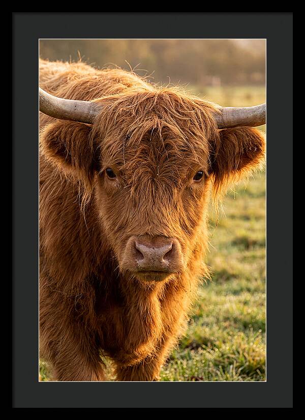 Highland Cattle Portrait