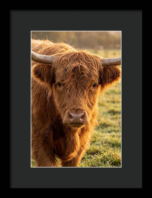 Highland Cattle Portrait