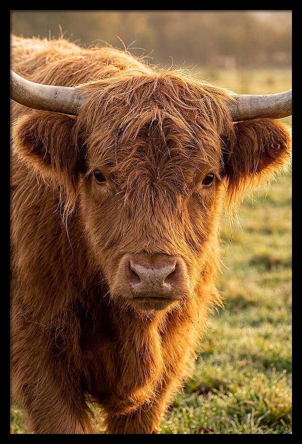 Highland Cattle Portrait