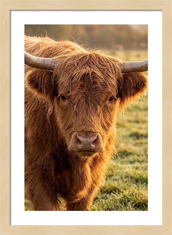 Highland Cattle Portrait